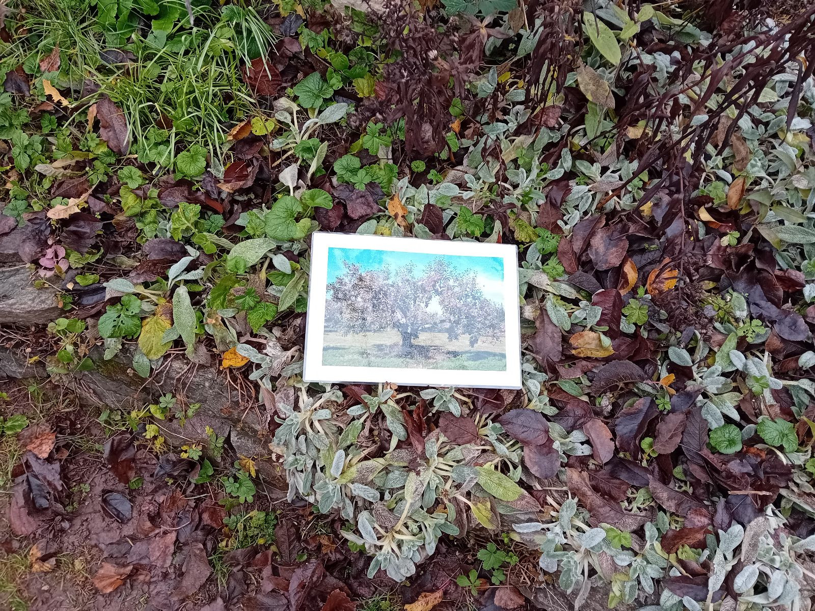 fotografie - 2025-12-12T092244.659