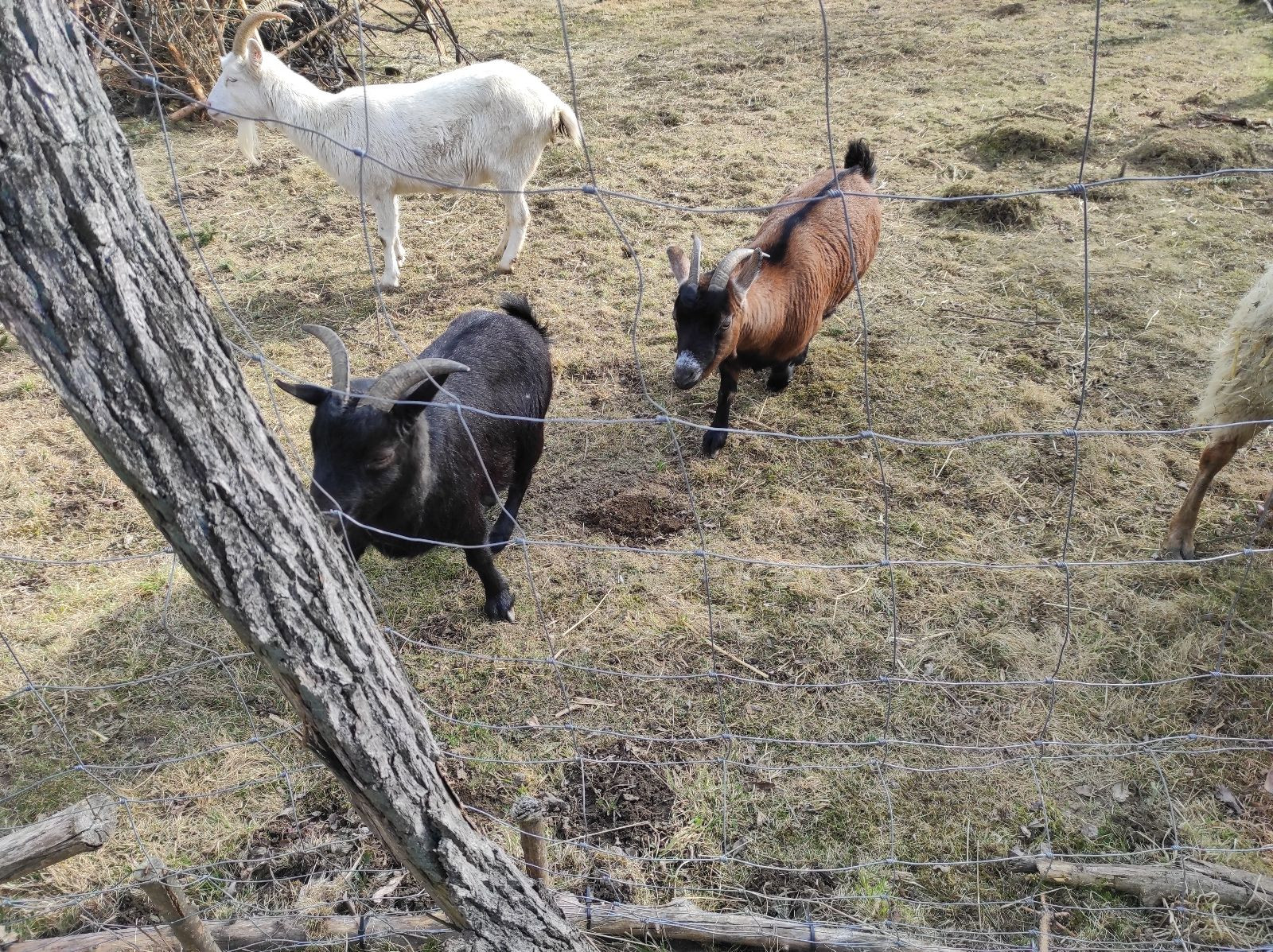 fotografie - 2026-03-16T133230.582